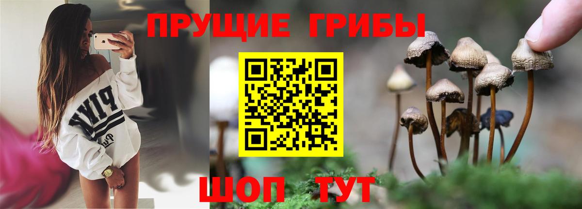 Галлюциногенные грибы Psilocybe  цена наркотик  Черняховск  Вход с VPN 